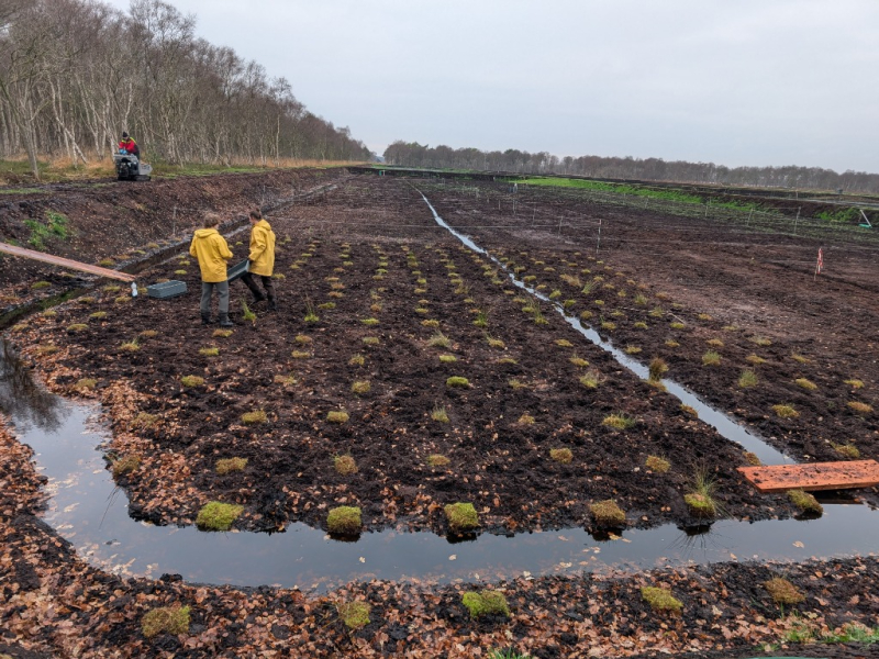 Torfmoossoden verteilen